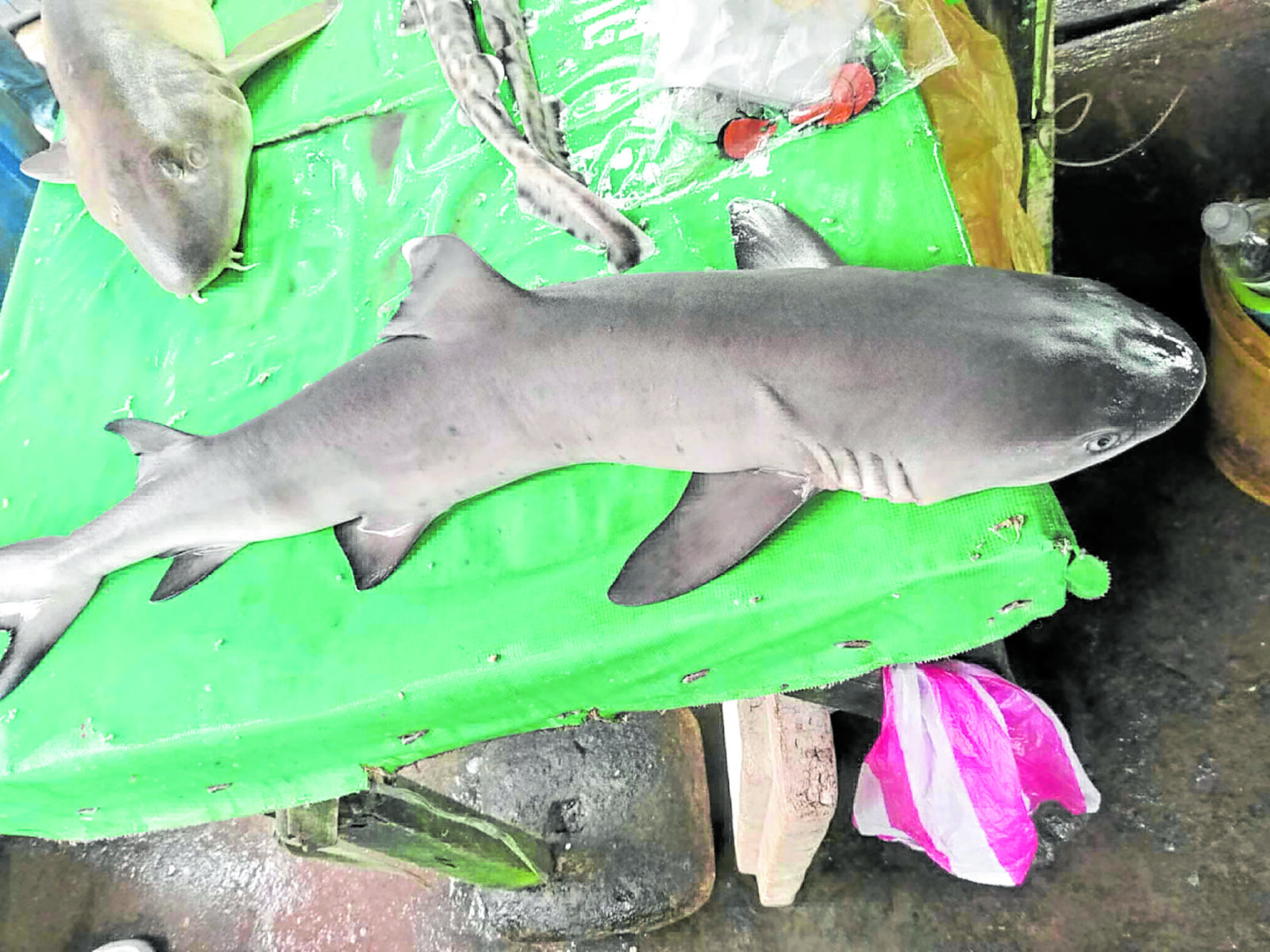 shark sorsogon -bfar